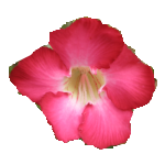 Source photo: Desert rose