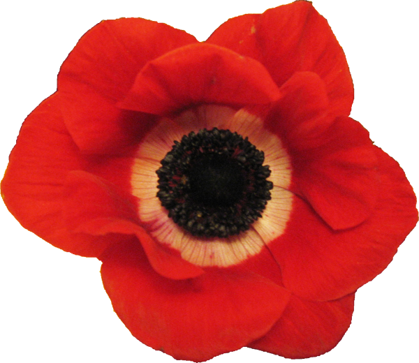 Source photo: Crimson anemone
