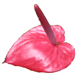 Source photo: Anthurium