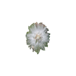 Source photo: Milkweed tuft