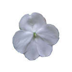 Source photo: Pink balsam