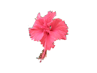 Source photo: Hibiscus