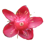 Source photo: Red flower clip