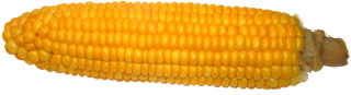 Source photo: Corn