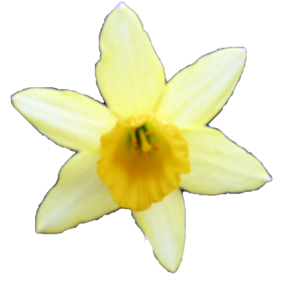 Source photo: Daffodil