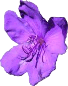 Source photo: Purple petal