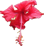 Source photo: Scarlet hibiscus