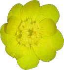 Source photo: Golden bloom