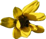 Source photo: Orange bloom