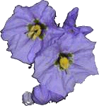 Source photo: Blue flower pair