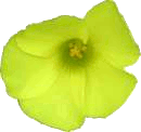 Source photo: Sunshine bloom