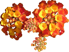 Source photo: Orange flower cluster