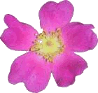 Source photo: Blush blossom
