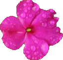 Source photo: Dewdrop blossom