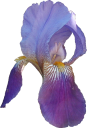 Source photo: Iris