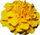 Source photo: Marigold