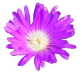 Source photo: Purple pigface flower