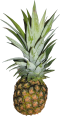 Source photo: Pineapple