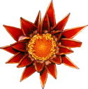Source photo: Red gazania