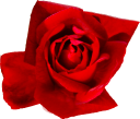 Source photo: Rose