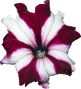 Source photo: White star petunia