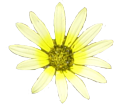 Source photo: Buttercup bloom