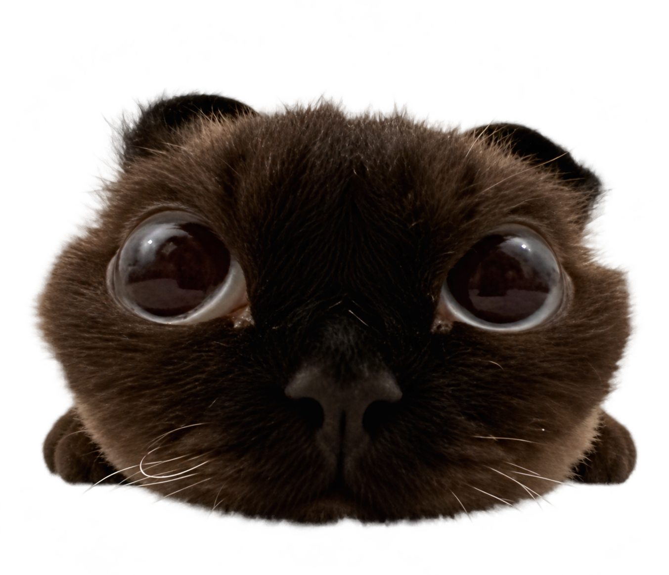 Belly, a fluffy brown cat with enormous round eyes